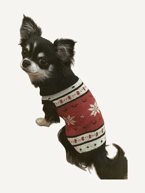 Hundepullover mit Fair-Isle-Muster, getragen